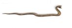 Maner sarpe bronz antic S 1874-365ZN10
