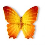 BUTONI  ANIMALE SI INSECTE